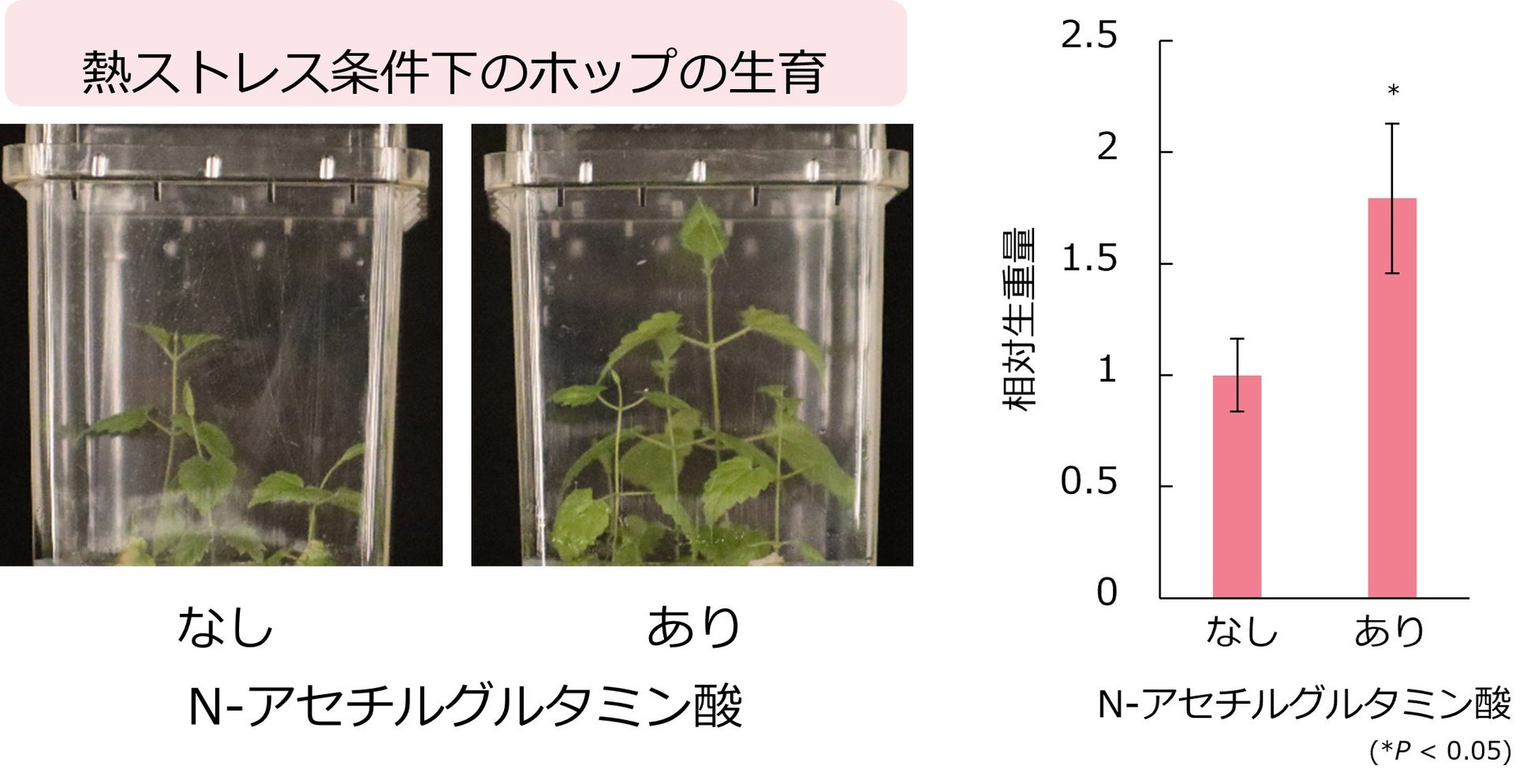 ビールの原材料“ホップ”に熱ストレス耐性を高めるアミノ酸を発見