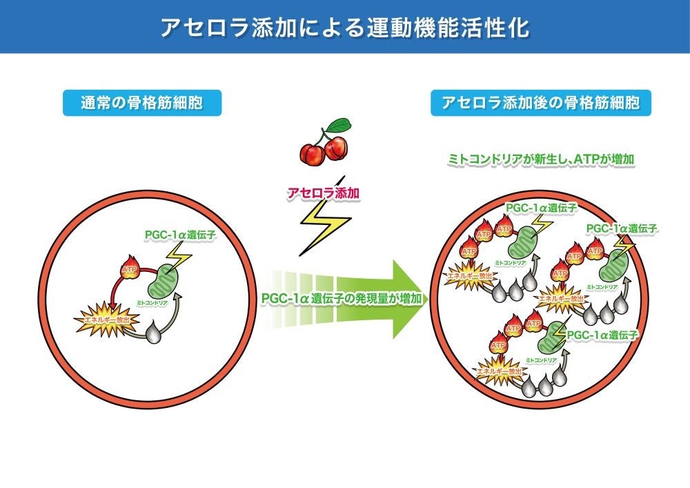 “アセロラ×運動”の相乗効果に期待！ヒトを介してアセロラの抗酸化効果を実証