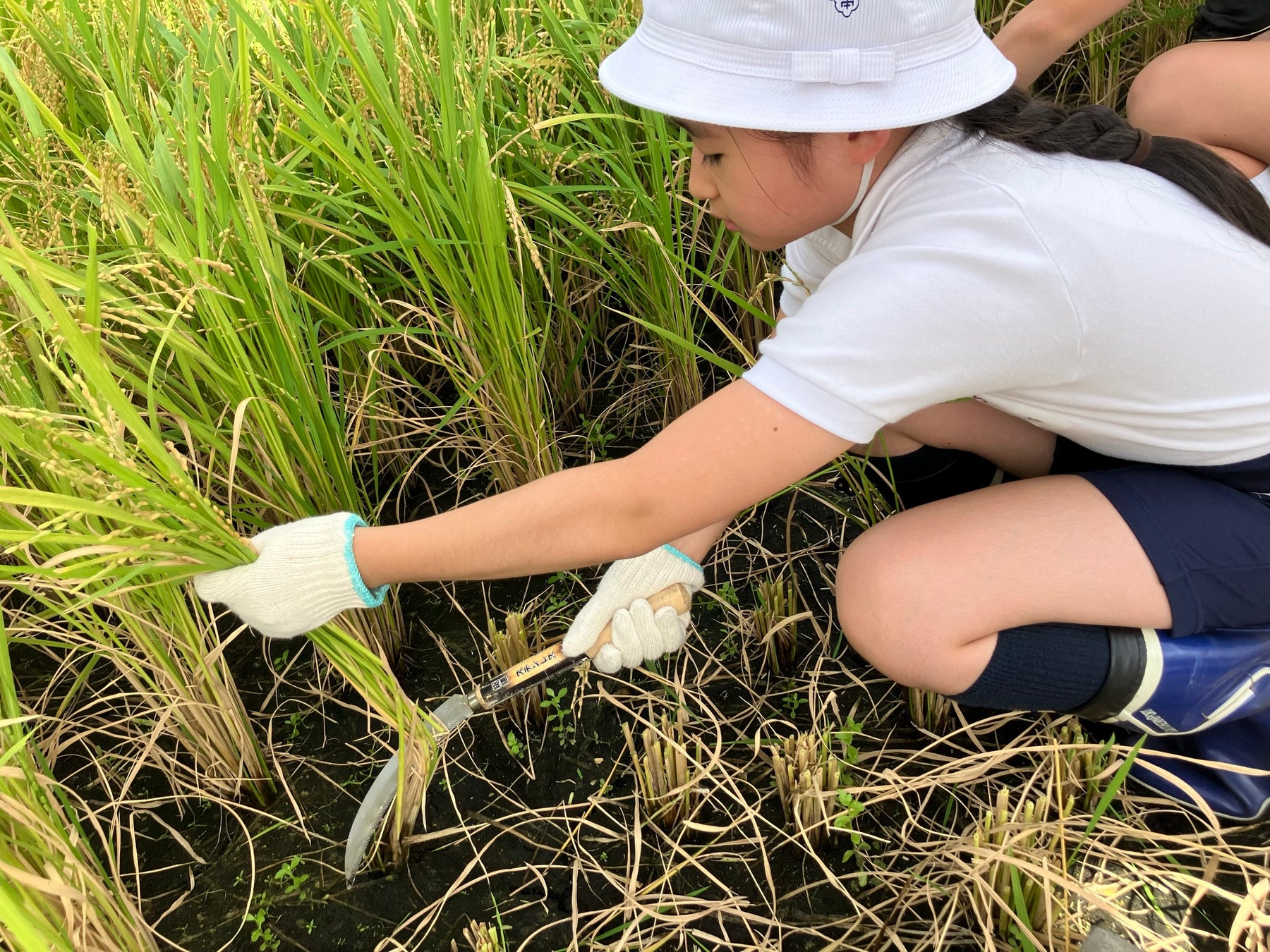 「茅場町あおぞら田んぼプロジェクト」　阪本小学校の児童たちと田植えから脱穀・籾摺(もみす)りまで体験