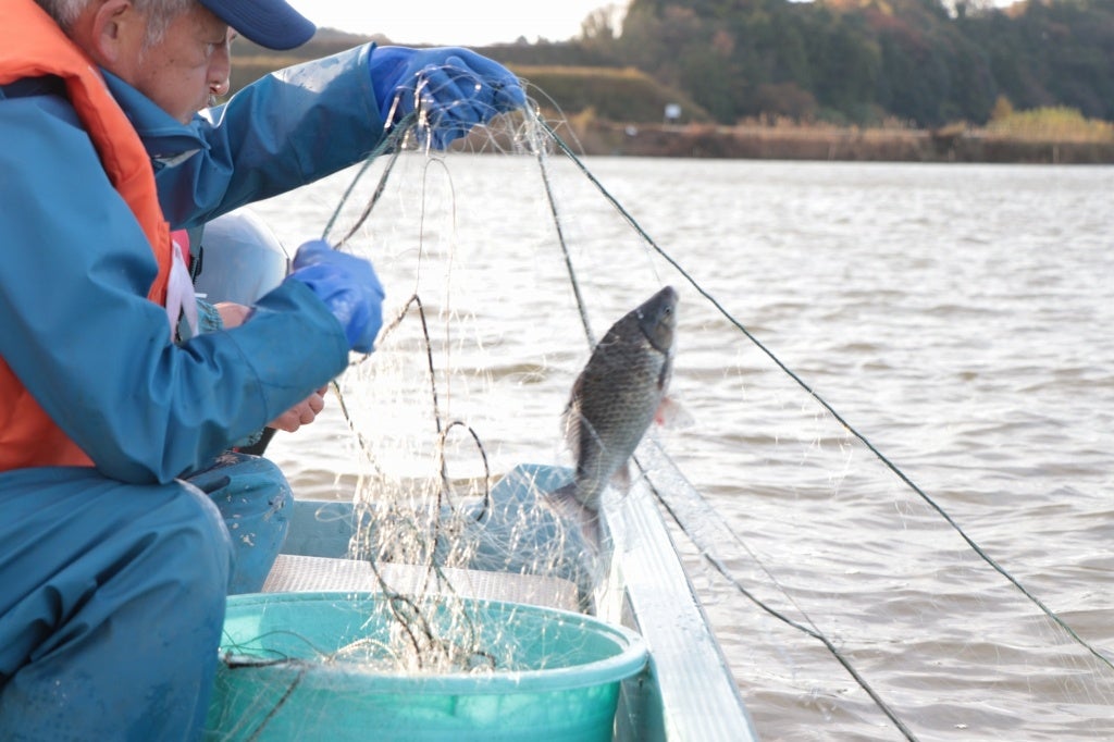 “湖で獲れたフナ”がおいしい!?福井県あわら市北潟湖の寒ブナ漁解禁!