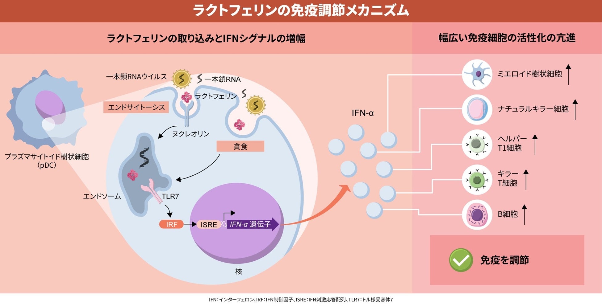 祭りの力で日本を元気に！23年目も祭りの魅力と人間の純粋な感動を描く「ダイドーグループ日本の祭り 2025」～全国34の祭りを、独自のドキュメンタリー番組として放送～