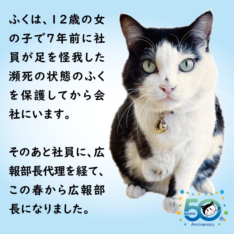 会社猫「ふく」おまんじゅう登場。