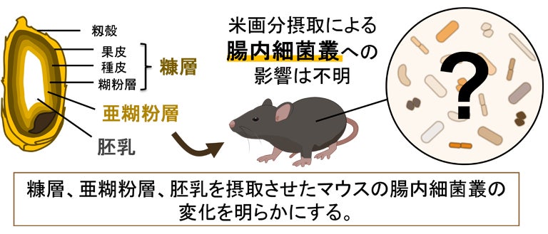 【共同研究】信州大学×東洋ライス 米糠摂取により腸内の有用菌の増加や腸内細菌の多様性が高まることについて、動物実験で証明