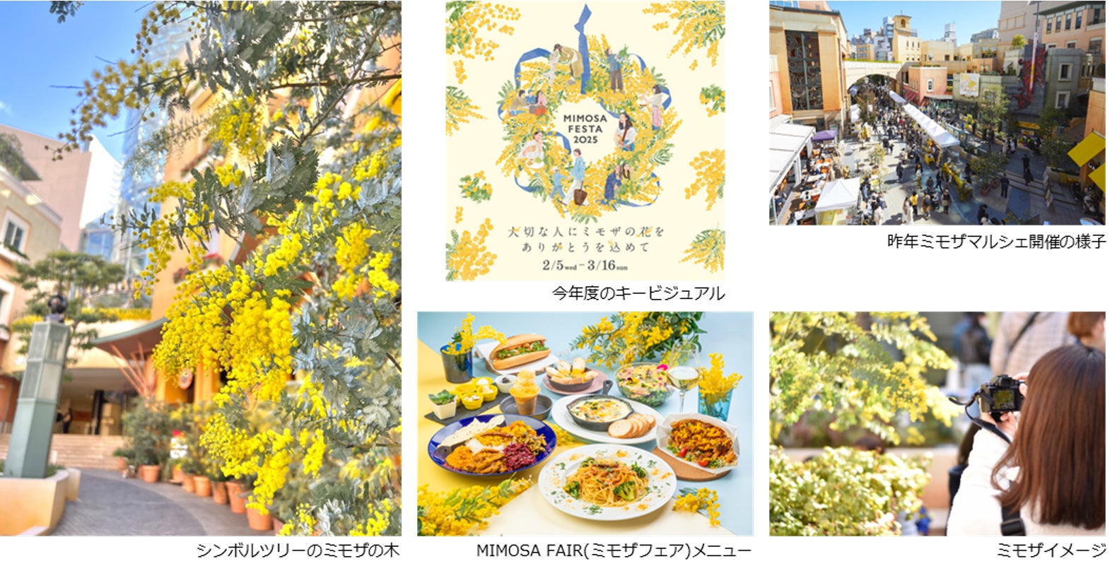 桜じゃなくてミモザでお花見！ 川崎が鮮やかな黄色に染まる春の風物詩『MIMOSA FESTA 2025』開催