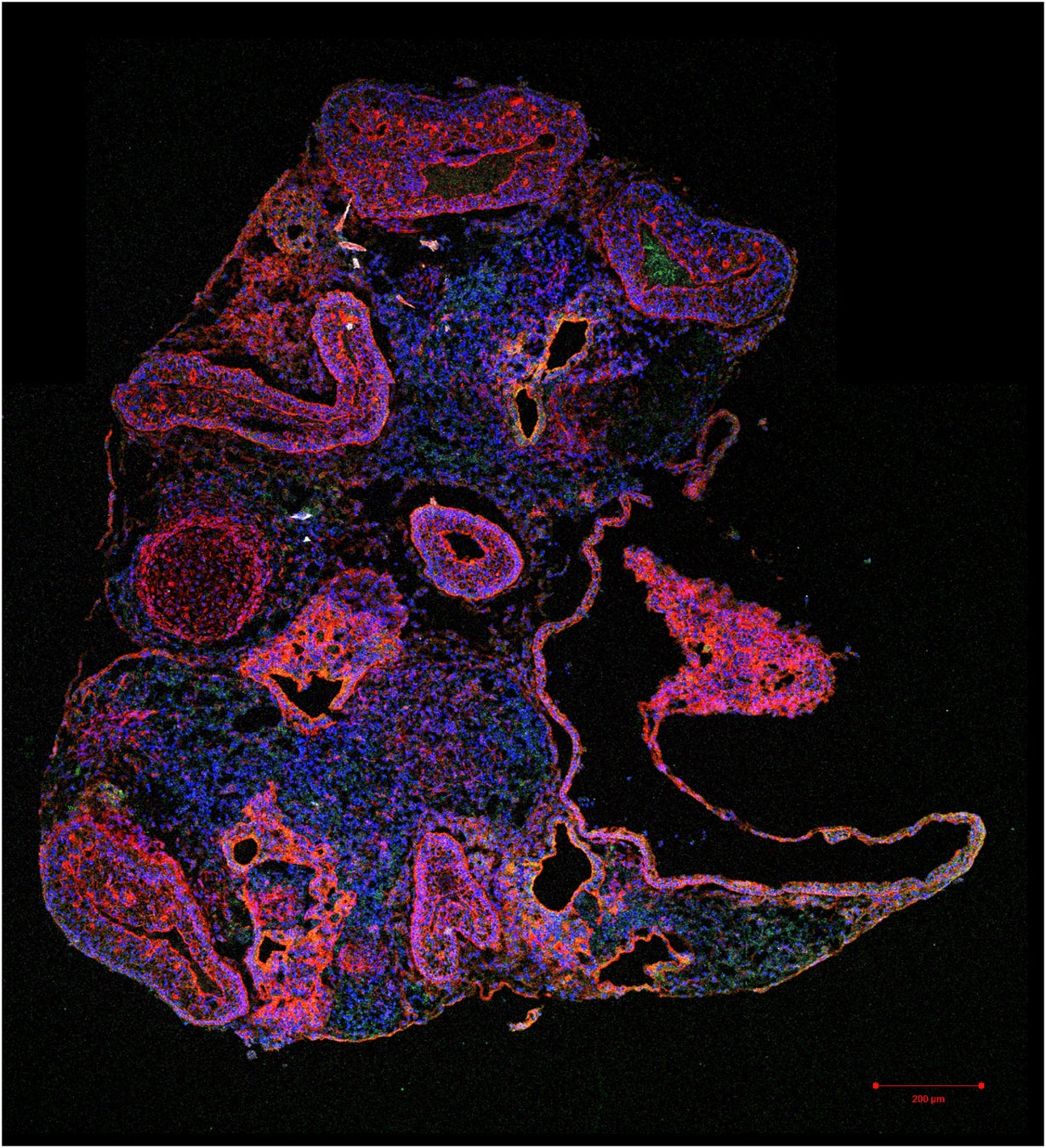 【ヒルトン沖縄北谷リゾート】プール開きイベント3月15日開催!