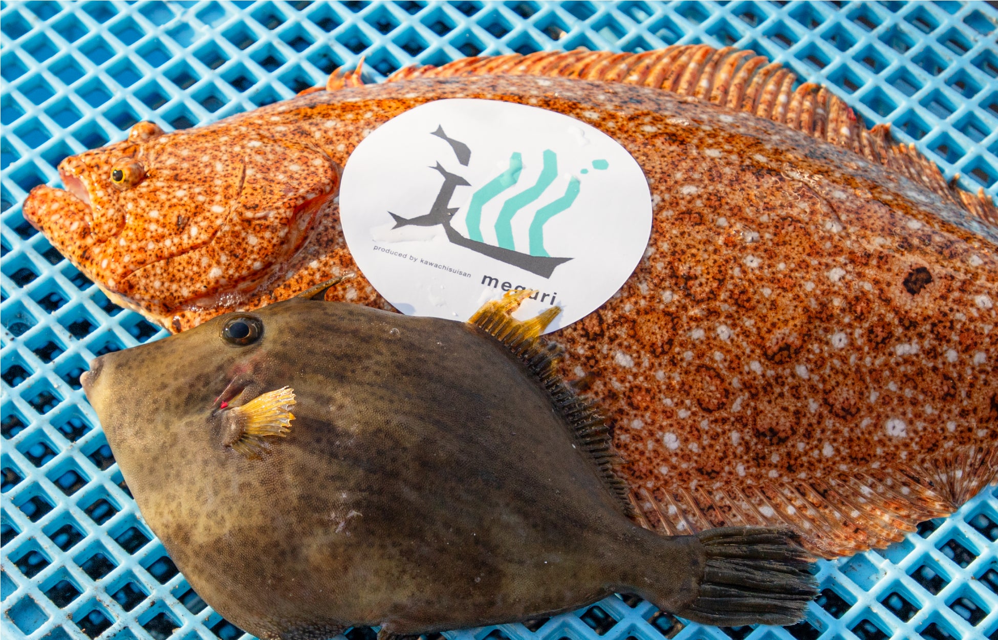 【銀座コージーコーナー】ロッテ「紗々」をケーキで表現した「紗々ミルクレープ」。バレンタインに合わせて今年も登場！