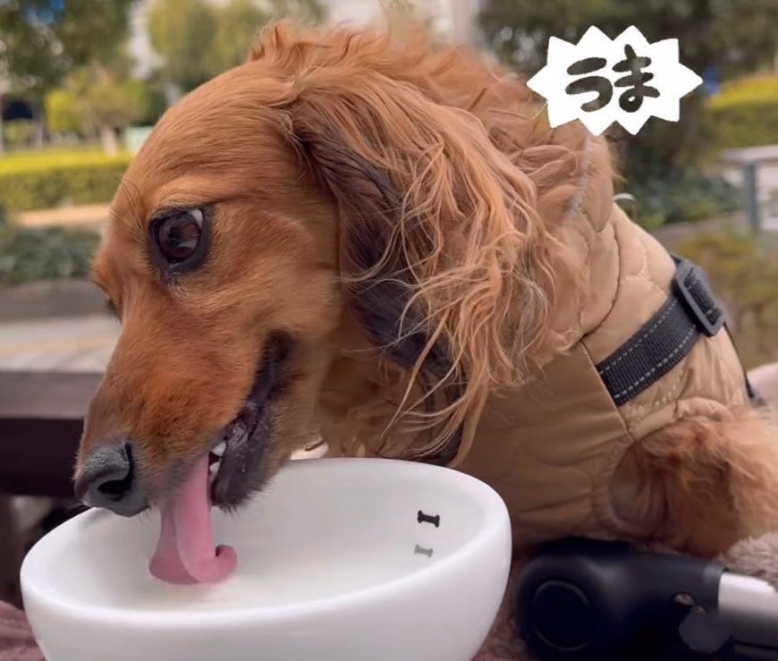 久喜市:アリオ鷲宮店 で、出張カキ小屋BBQ!! 期間限定開催!!《 宮城県産殻付き牡蠣が約1kg880円!! 》