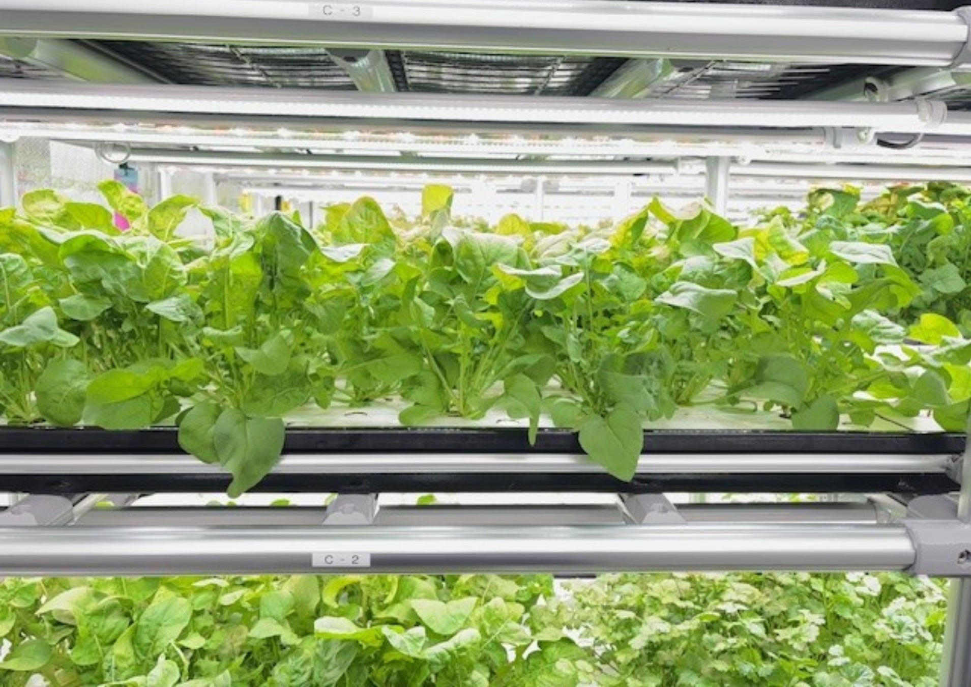 ホワイトデーに贈る、時間を止める魔法の食感。Puniniのホワイトデー限定『ココプニーニ ショコラコレクション』登場!【早期予約特典付き】