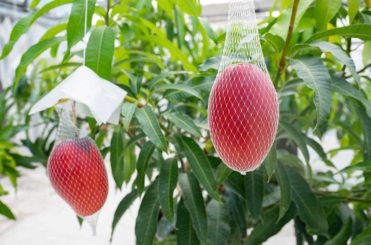 パックごはん 価格改定のお知らせ