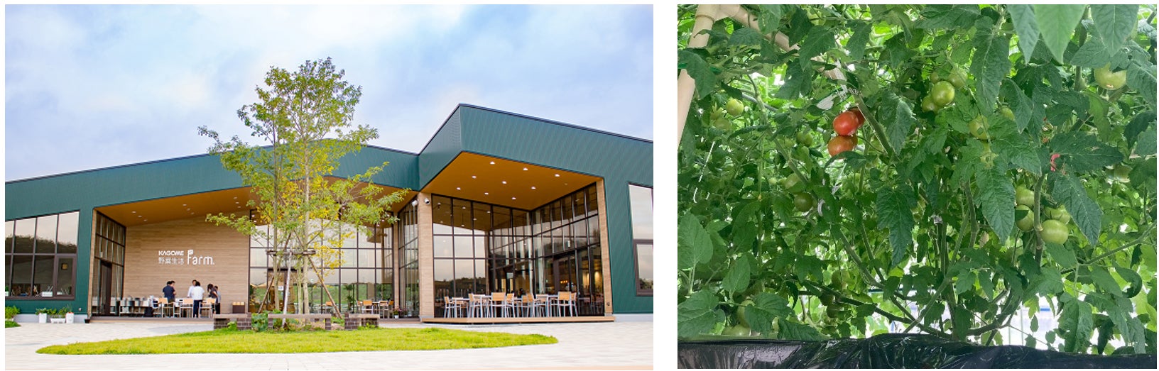 お亀堂の人気No.1商品・もっちりあん巻きの皮を、美味しさを保ちつつ日持ちするように開発した「あん巻きラスク」を再販売