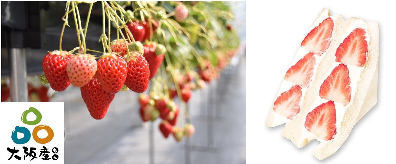 ライスペーパーレシピサイトオープン記念！Instagramプレゼントキャンペーンを開催