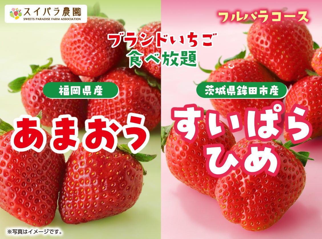 フランス産発酵バター香るクッキー缶「ディアマン」3月1日より新発売！ホワイトデーギフトも期間限定販売【Buttery】