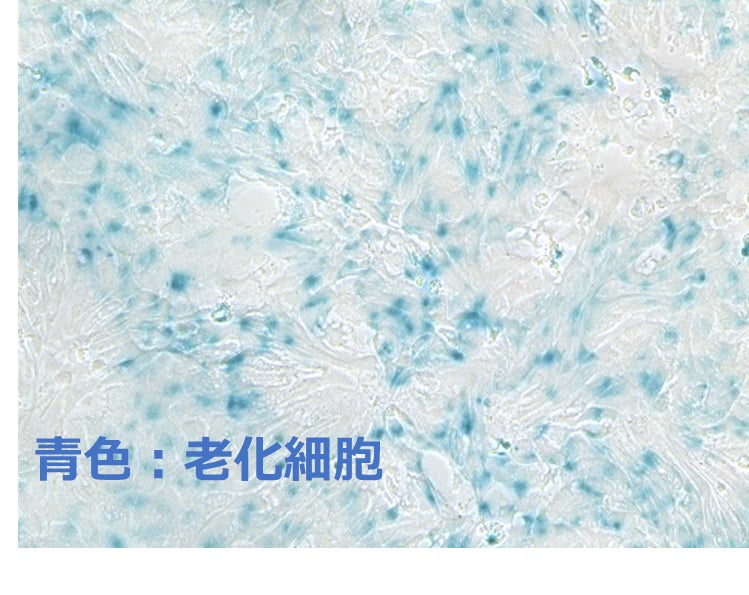 3月1日(土)よりピエトロ冷凍パスタ2品を新発売！