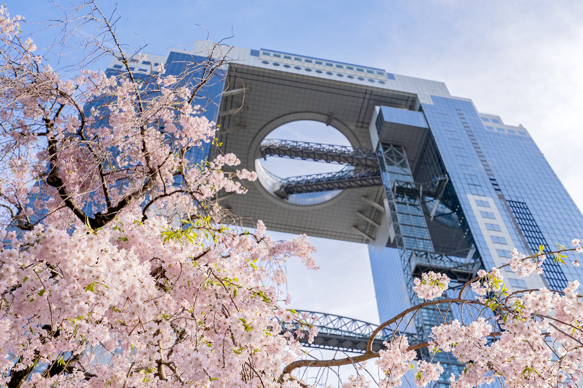 【ハイアット リージェンシー 京都】桜に魅せられる春。レストラン&バーでお花見気分が味わえる期間限定・桜メニューをご提供🌸