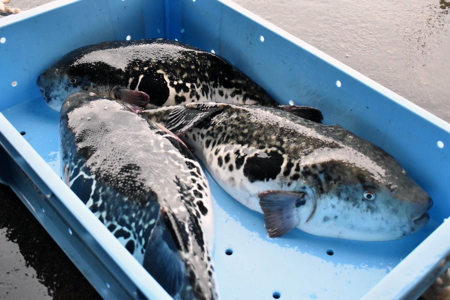 【ロイヤルパインズホテル浦和】6つのレストランで「旬の魚介」を堪能するSAKANA FESTIVAL in URAWAを2025年3月20日（木）より開催！