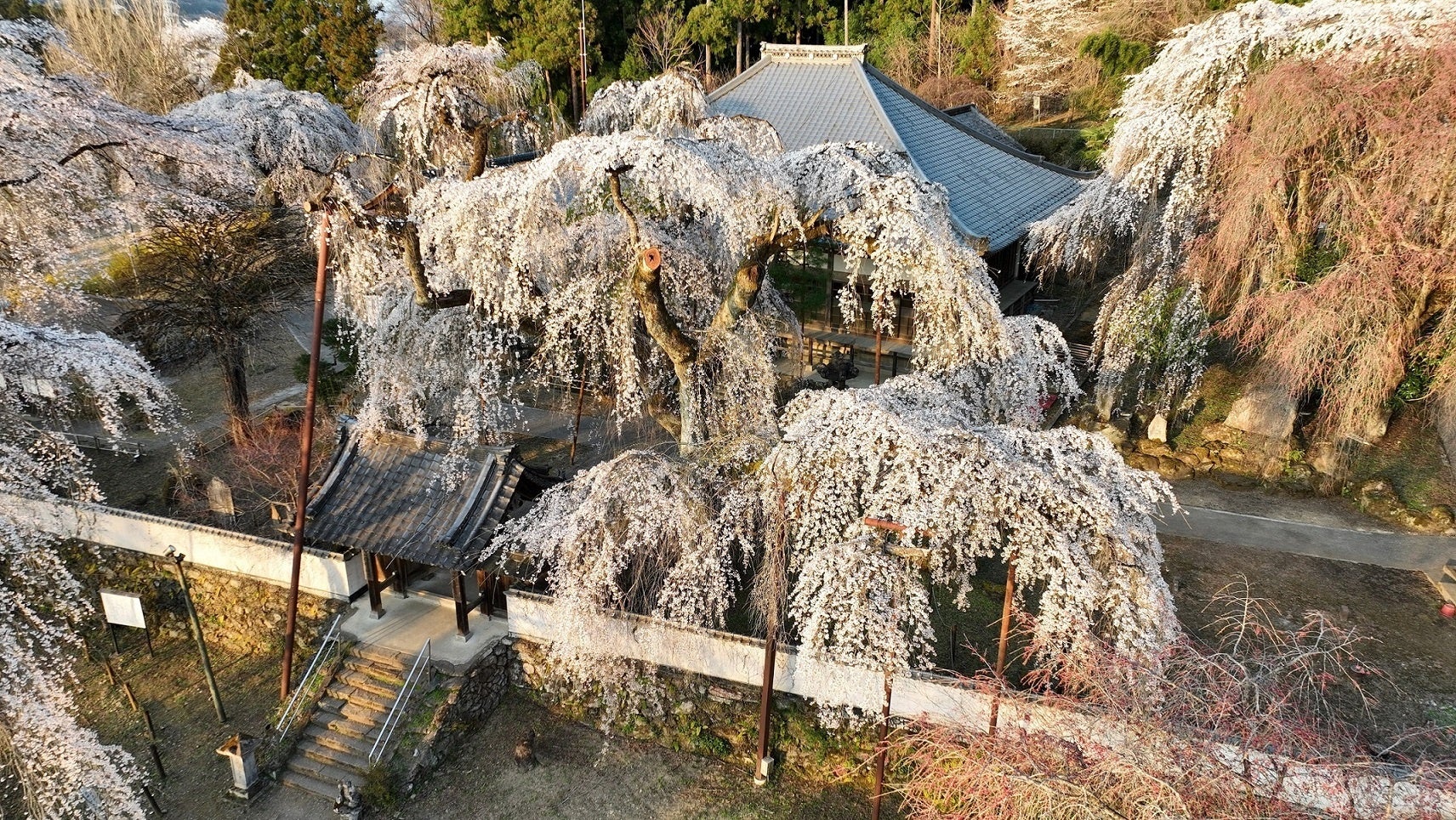 【銀座コージーコーナー】北海道産生クリーム使用の「コ－ジープレミアム　とろける銀座プリン」3月21日から新発売！