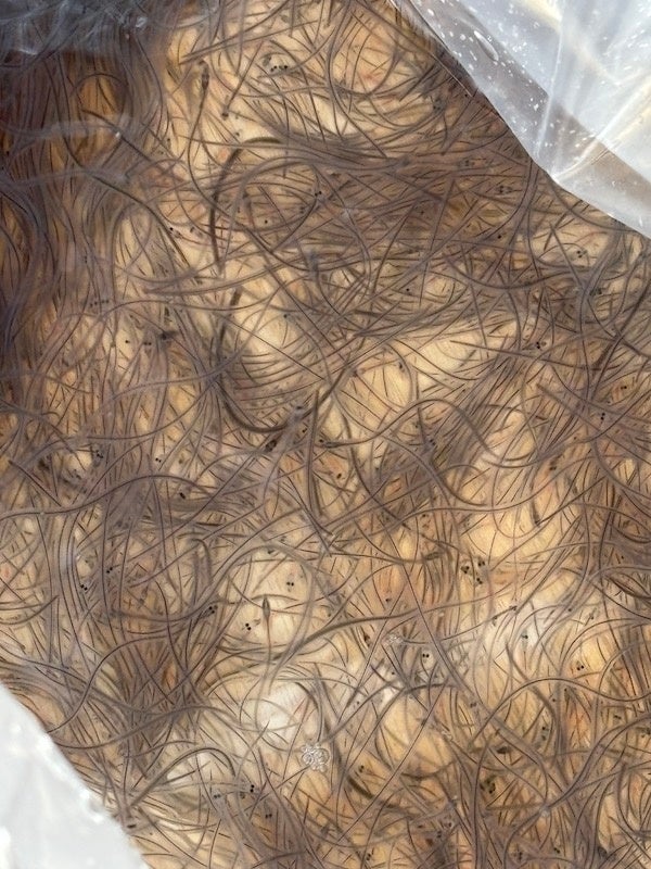 【母の日限定商品】ふきよせ 甘い缶 Hahanohi を販売