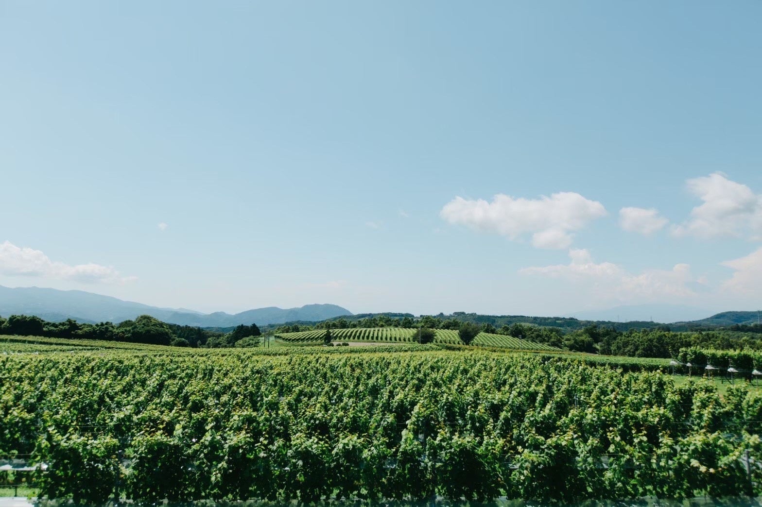 「婦人画報のお取り寄せアワード2025」ついに大賞商品が決定!総投票数7,235票の頂点に輝いたのは?