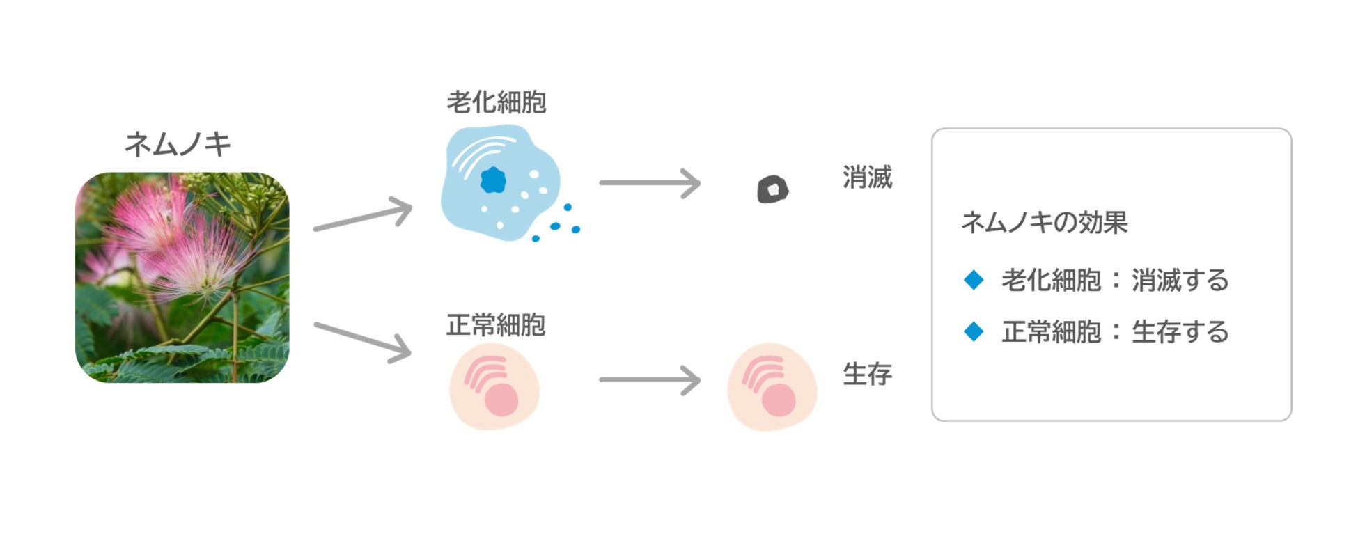 【西日本エリア限定】「進撃の巨人」オリジナルコースターが付いてくる！「サッポロ生ビール黒ラベル」景品付き商品5月27日(火)数量限定発売