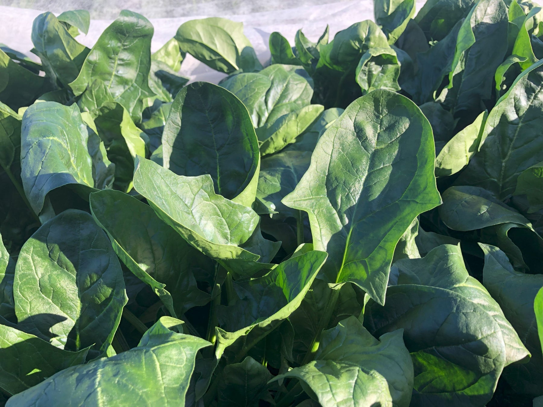 Uber Oneメンバーはさらにお得に楽しめる「Uber One メンバーデー」を初開催