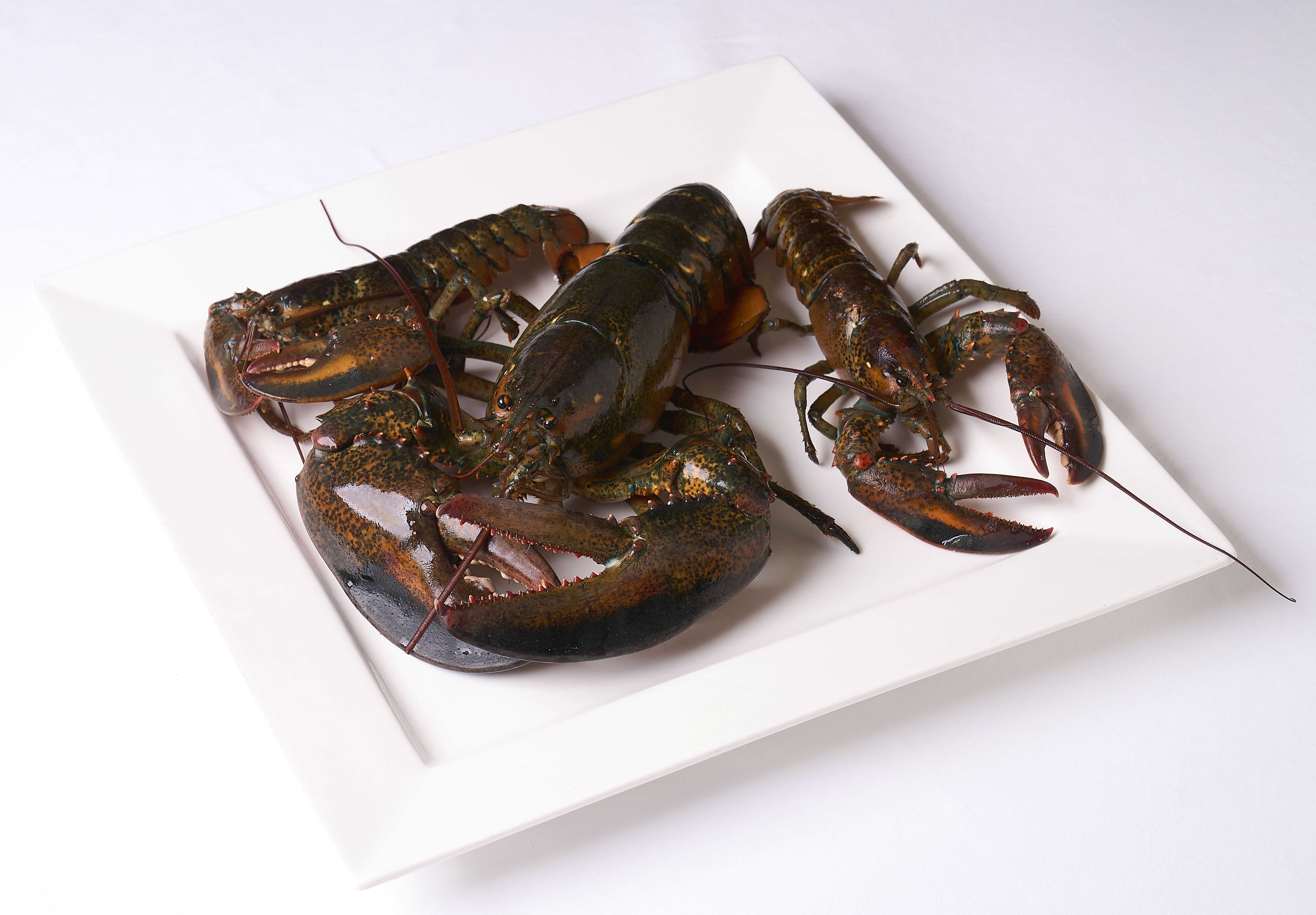 [大阪・万博][「自然共生型フードシステム」を体験する2日間ー究極の塩と水耕栽培レタスで味わう「未来の食卓」]