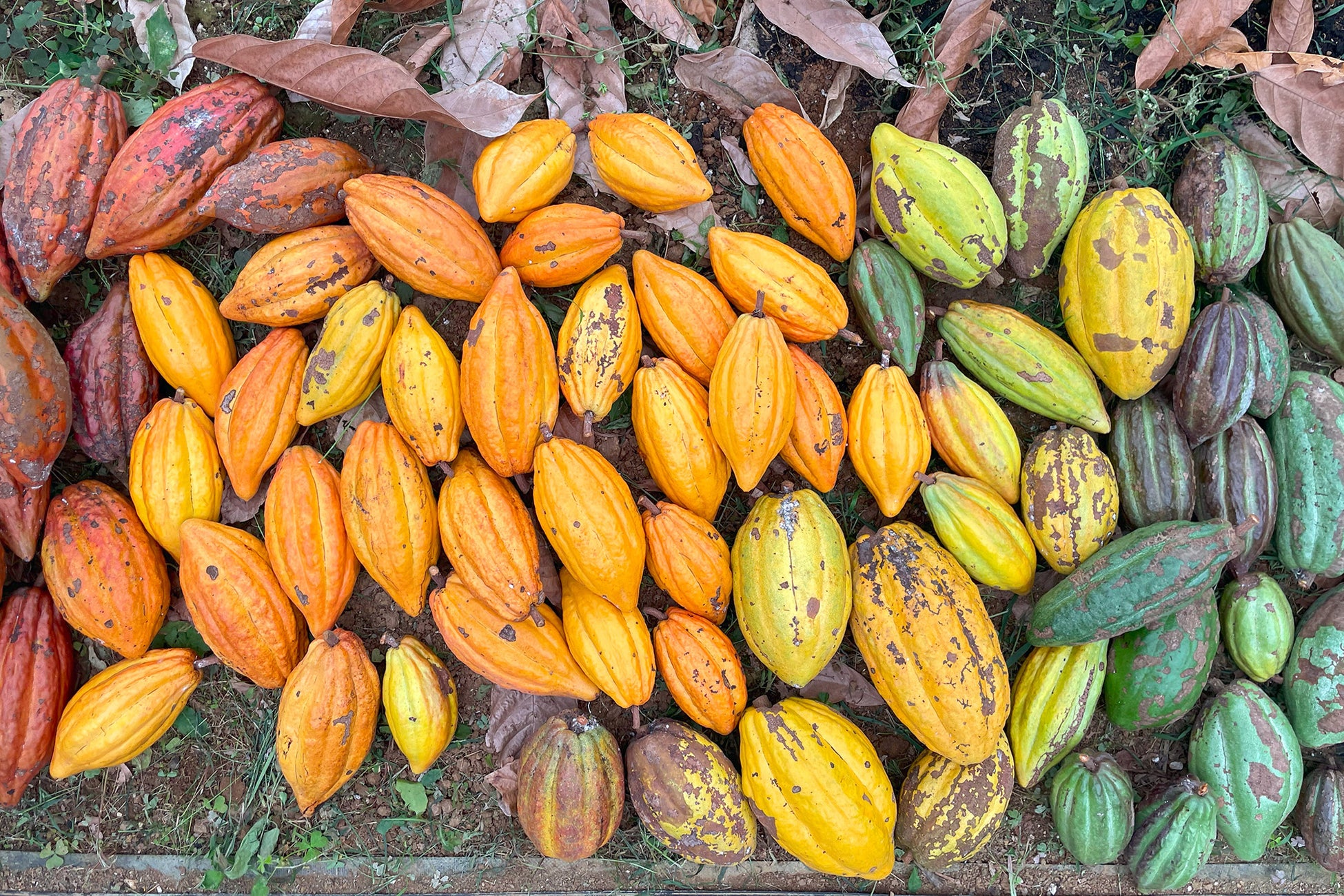 「彩(さい)のきくらげ」楽天市場T-BOXで販売開始 埼玉県川口市の新聞印刷工場が栽培