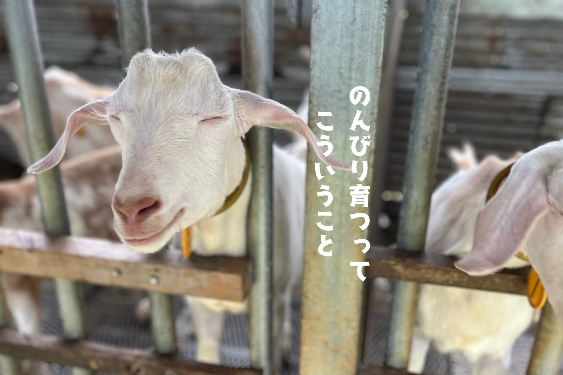 ～東京湾岸エリア活性化プロジェクト WANGAN ACTION～“父の日“は親子でお出かけを楽しめる「太陽のマルシェ」