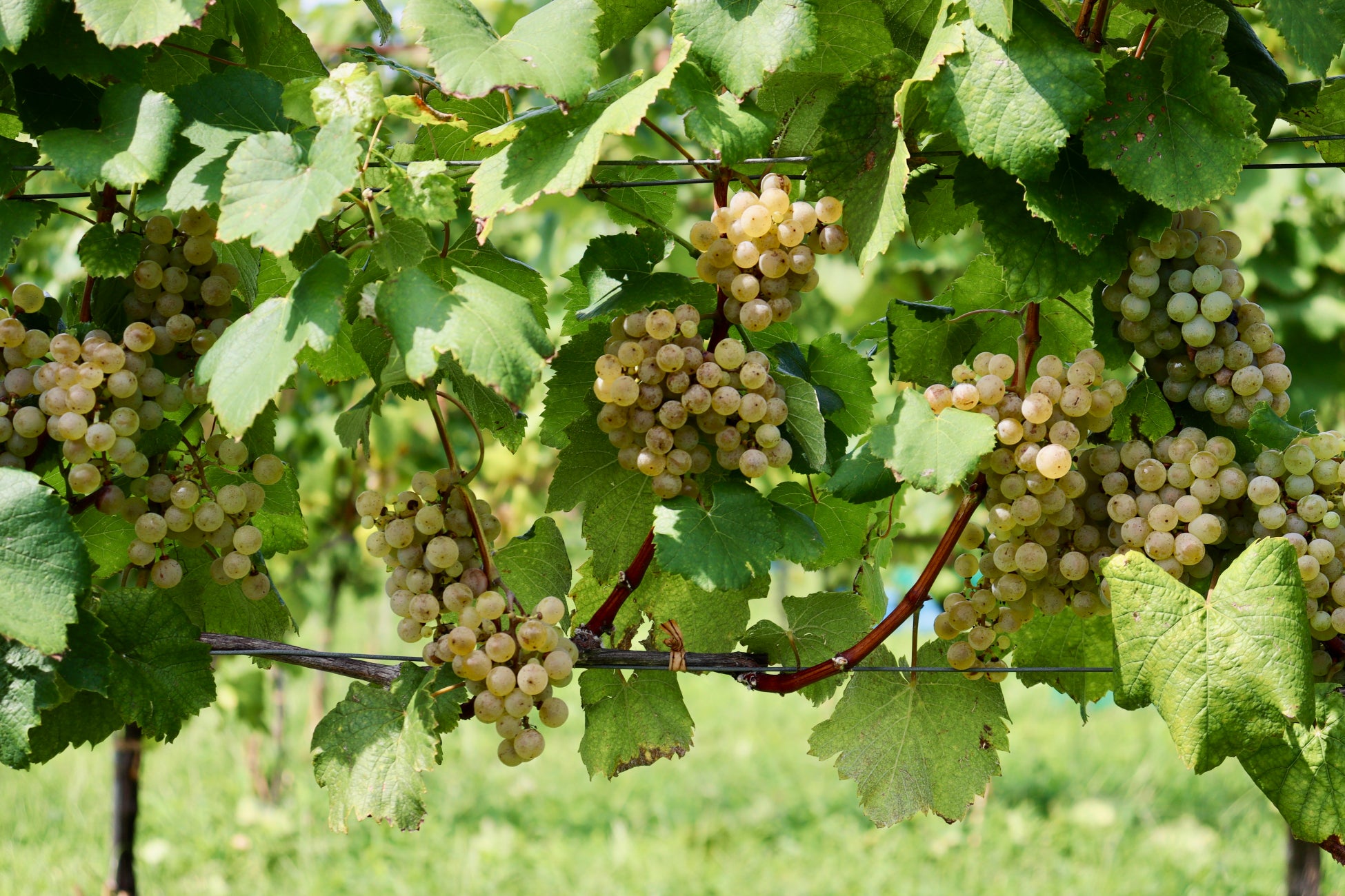 奈良の地酒蔵「梅乃宿酒造」と沖縄の「お土産・かき氷専門 ⅲ」がコラボレーション！かき氷で一杯やるという大人の新スタイル「大和の沼ごおり」を5月29日より数量限定で提供開始