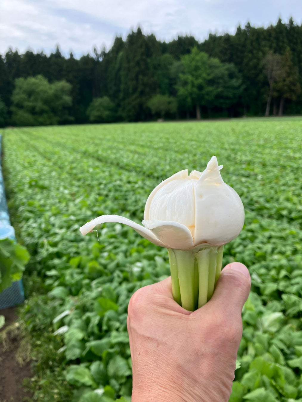 【夏限定】この夏、食欲が噴き出す。『溶岩チーズハンバーグ焼き黒カレー〜ローストビーフ卵黄乗せ~』6/1(日)販売開始。