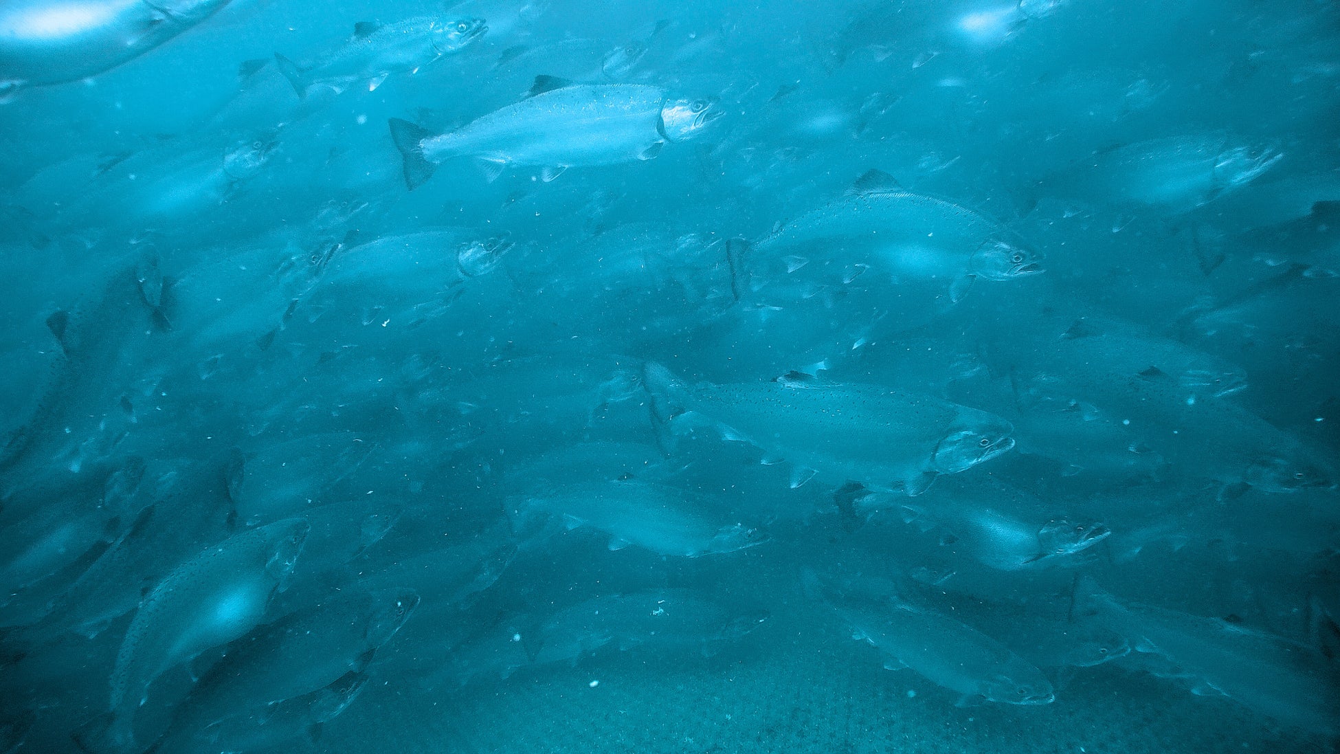 6月の飲食料品値上げ、調味料など1932品目 前年の約3倍 年間2万品目を超える可能性高まる「コメ高騰」での値上げ拡大