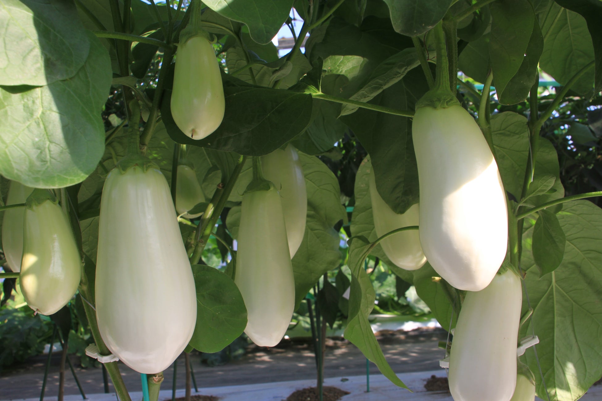 【神戸ポートタワーホテル】お父様1名分のコース料理が無料！ホテル最上階レストラン「HIDE OUT（ハイドアウト）」にて父の日キャンペーンを開催