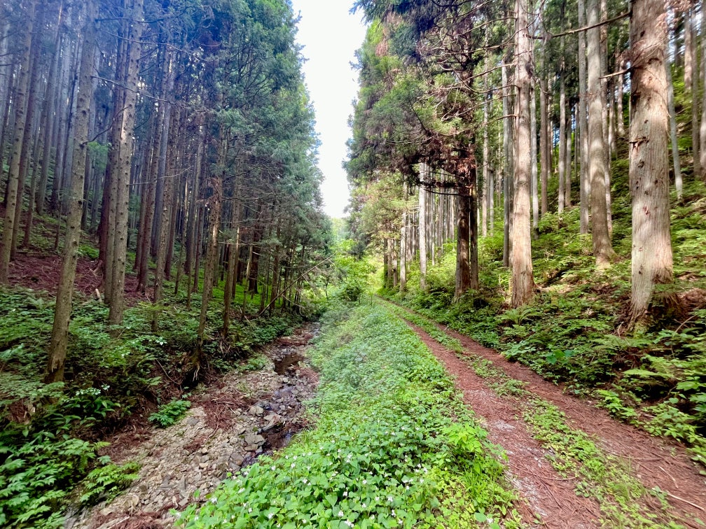 政府備蓄米を使った無洗米を全国で順次発売