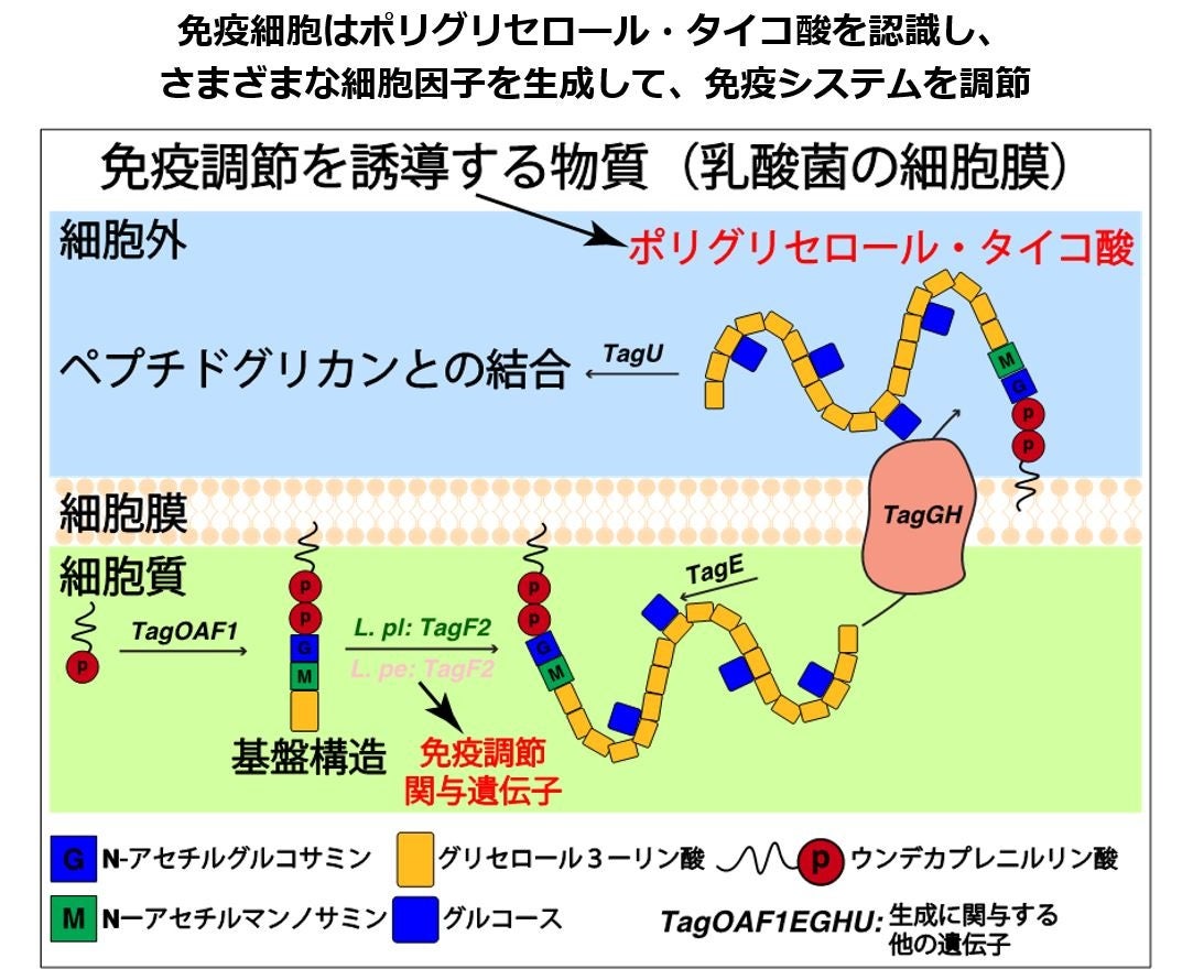 ミャンマー地震による被災地支援について