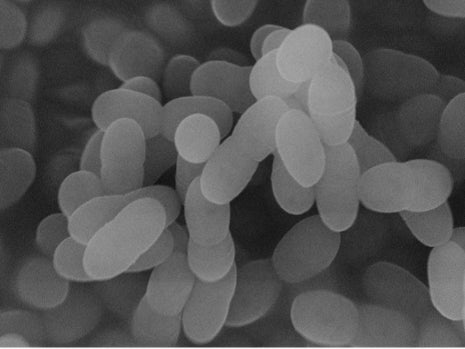 2025年上半期「食トレンドランキング」&下半期「食トレンド予測」を 『デリッシュキッチン』が発表!