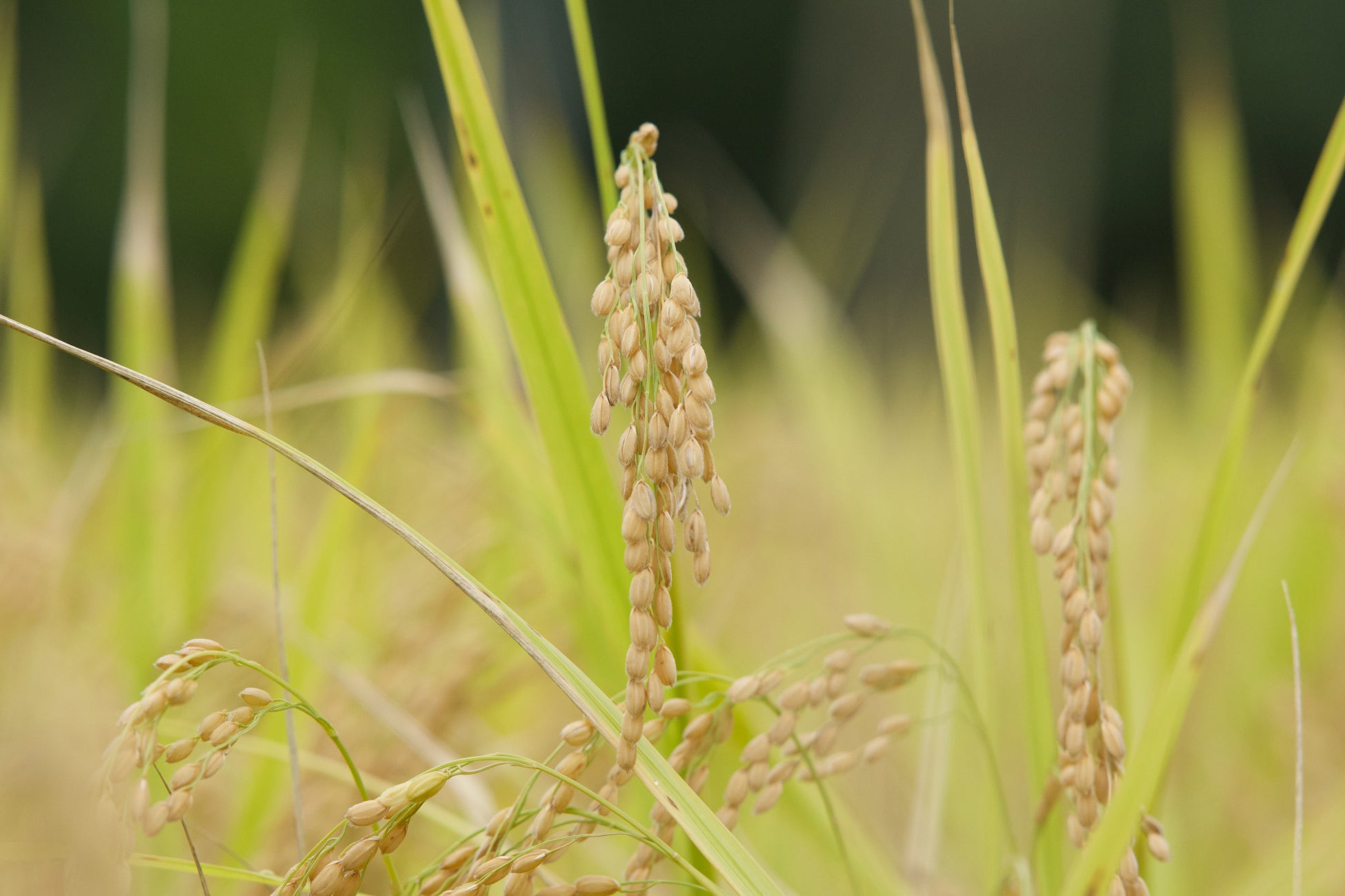 【愛しとーとごはん】6月新メニュー20種類が大好評!コラーゲンバイキングで旬の味覚と健康を心ゆくまで