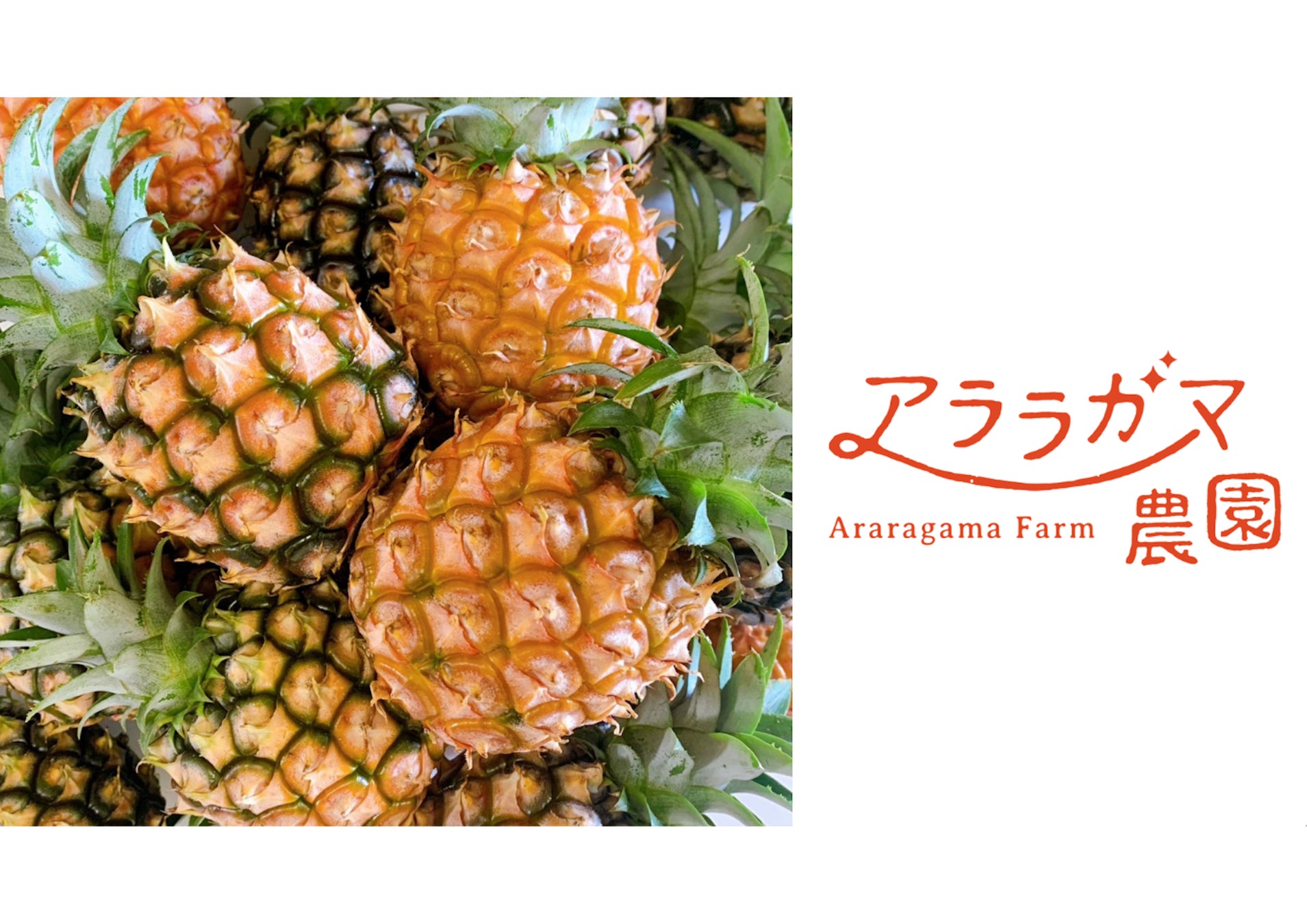 あなたの推しフレーバーは？ 「ココナッツサブレ」 の推し活グッズが当たる！「ココナッツサブレ60周年 あなたの推しになりたい！キャンペーン」 を2025年6月30日（月）からスタート