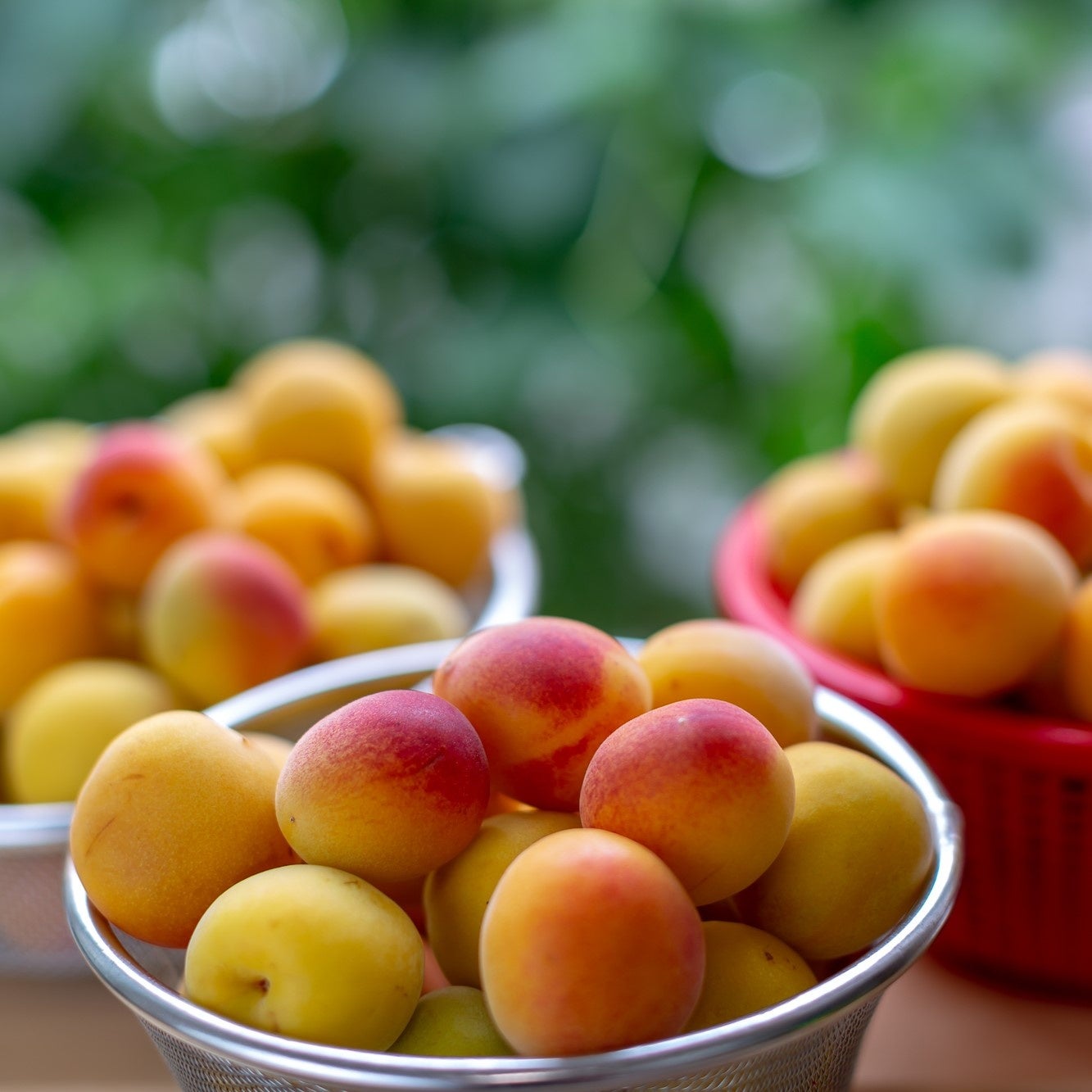 藤原紀香さんが淡路島で産地ロケ! 「やわらかさ」と「あまみ」が魅力の淡路島たまねぎを収穫&実食!