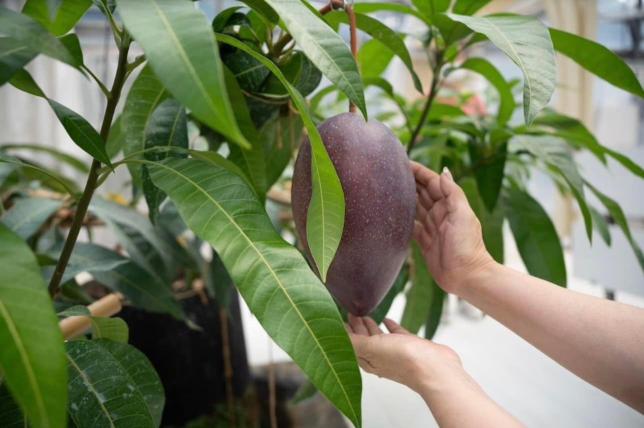 【奥渋谷に新店舗】京都発の抹茶スタンド「八十八渋谷」が7月1日(火)オープン