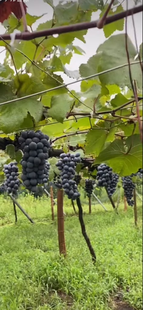 「SOMPOサステナビリティ・インデックス」に7年連続で選定