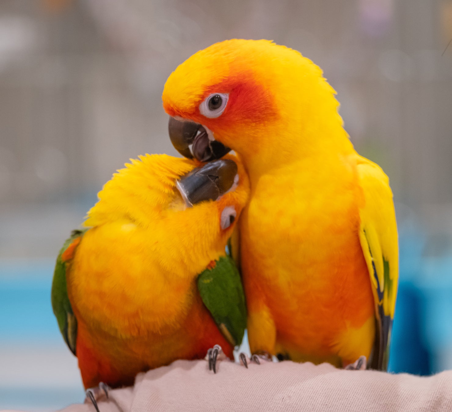 夏バテ対策にもオススメ！「とろ旨豚バラのカラフルベジソース」が7月1日（火）に新登場