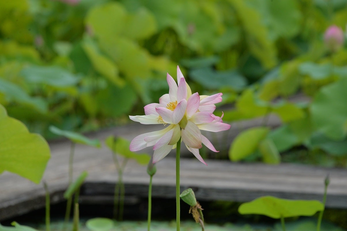 訪日外国人の対応に追われる飲食店。酒屋のIMADEYAが「英語で説明する日本酒講座」を卸先の飲食店に動画で配信。
