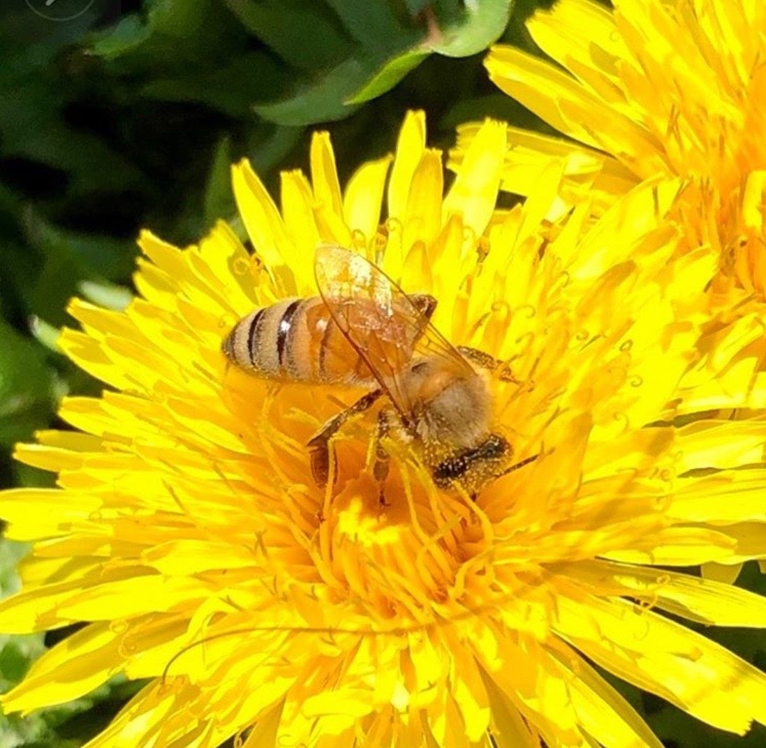 話題のシリーズから、今が旬の“贅沢な一粒”が新登場！カンロ「じゅるるアルフォンソマンゴー」発売