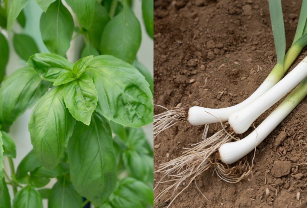 とろけるクレープの MOMI&TOY’S が香港初上陸！　第一号店となる「MOMI&TOY’S Cityplaza Hong Kong」が７月29日 (火) にオープンいたしました！