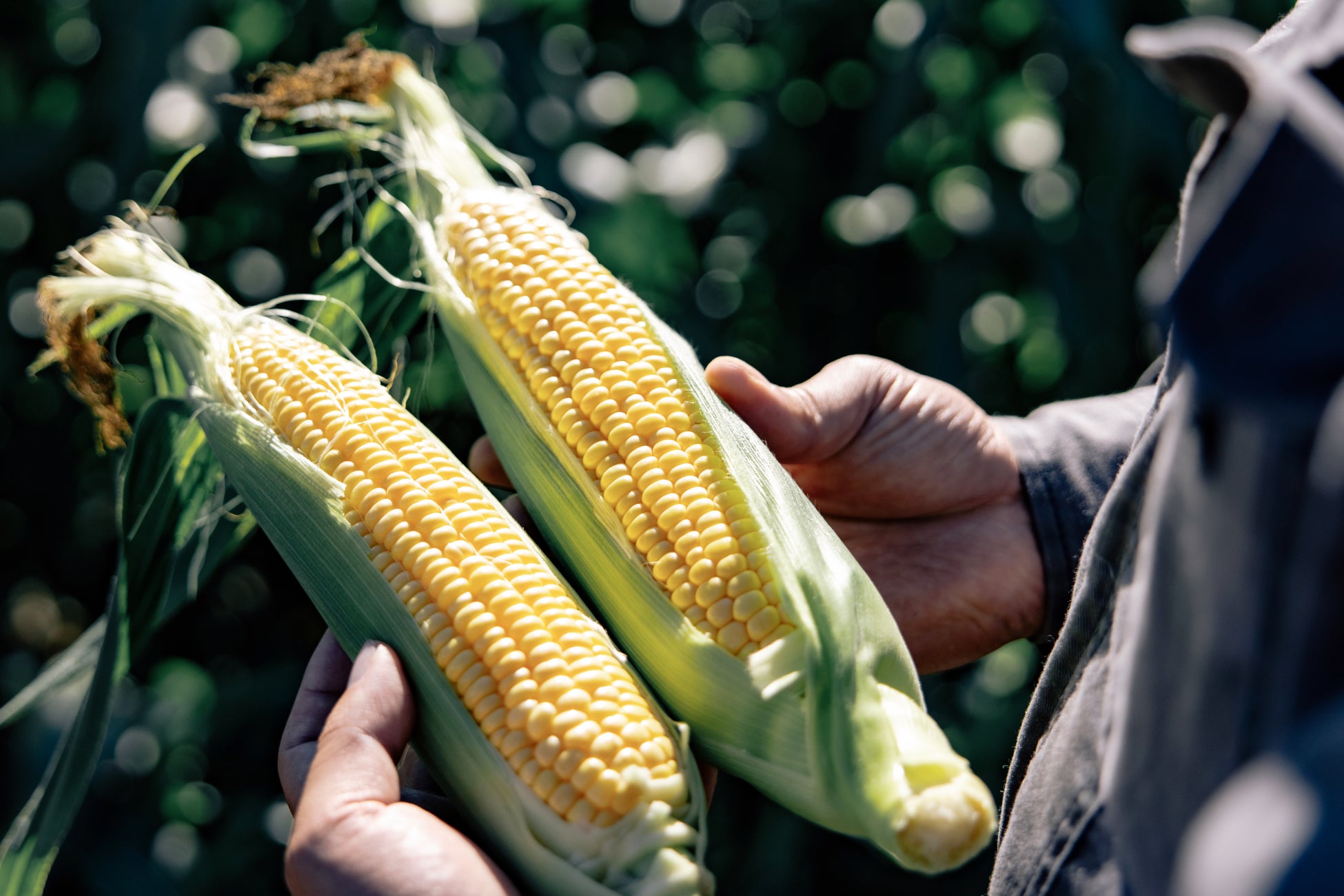 2025年は昭和100年！ 時代を彩るケーキを発売 不二家洋菓子店「昭和100年記念 思い出のファッションケーキ」企画第3弾「1990’s ティラミスケーキ」