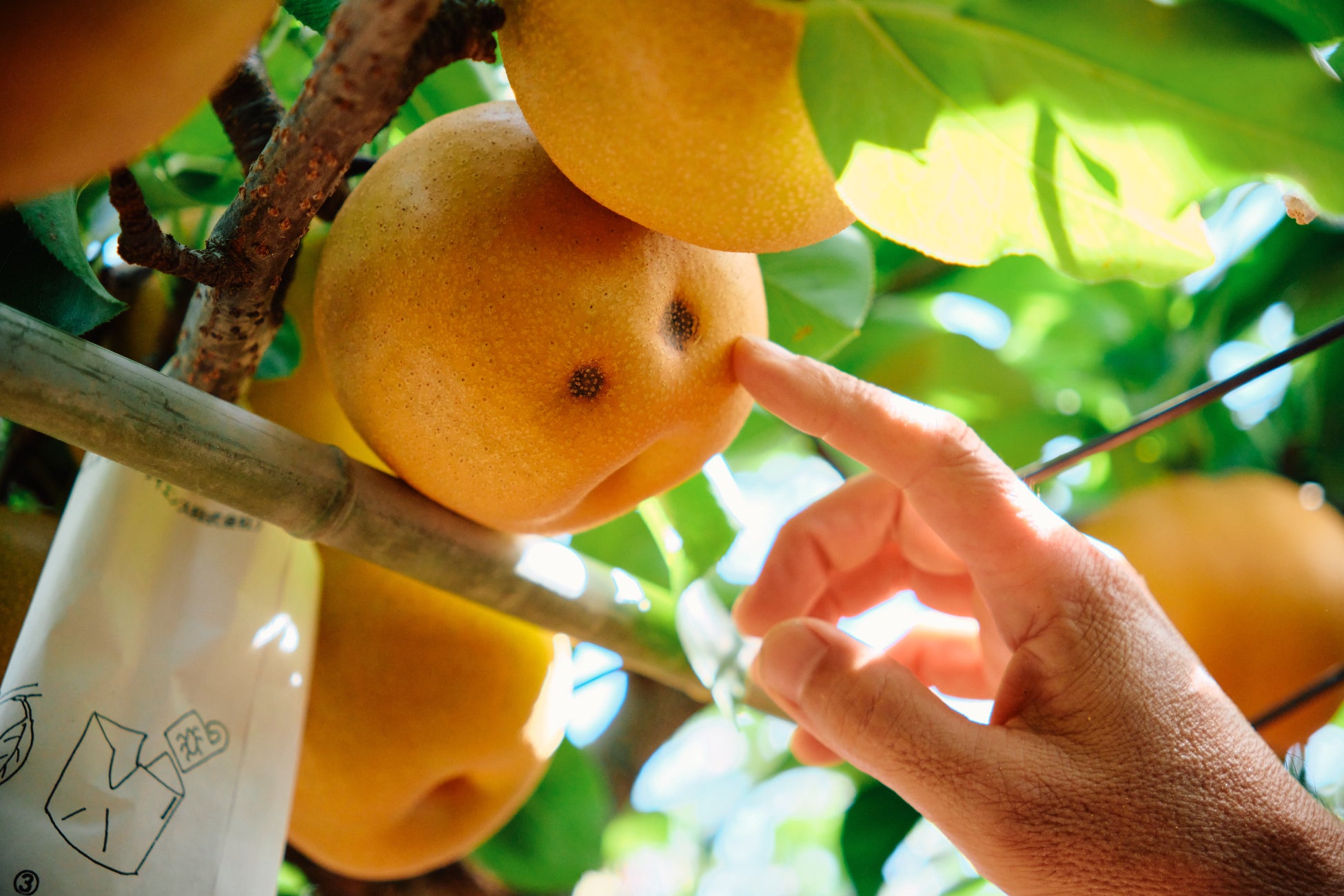 【東京ばな奈】羽田空港限定『東京ばな奈くまッス』のポーチセットが新発売!