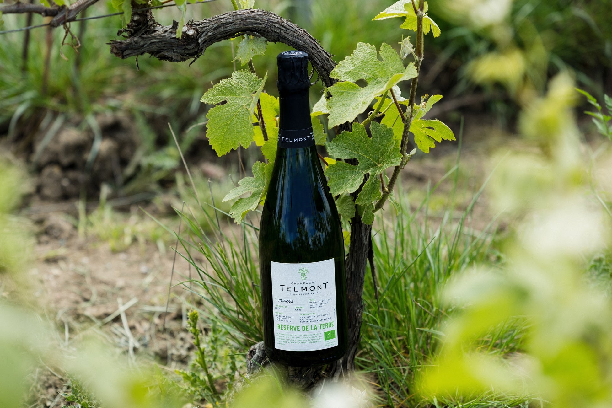 待望の「ハイキュー!!」史上初の公式おせち発売　ハイキュー!! おせち2026 予約開始