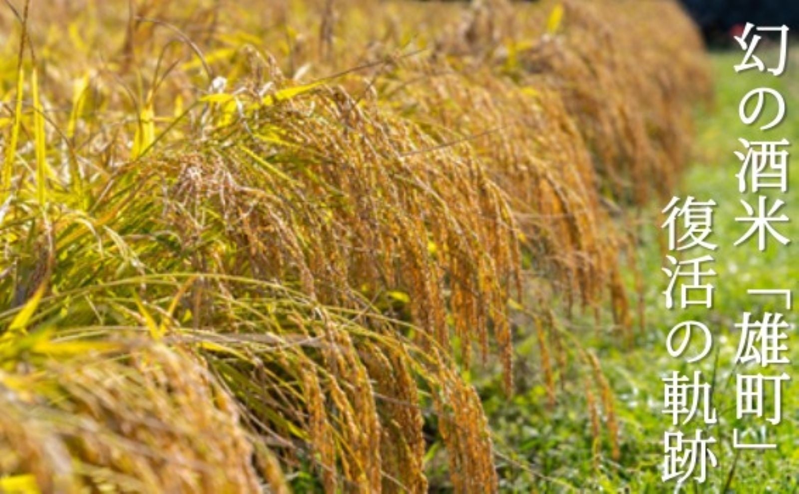 カフェコムサLINEお友だち登録10万人突破記念ケーキを期間限定で発売!