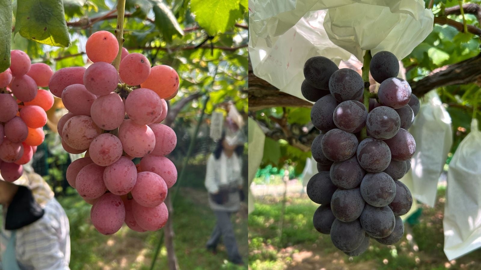 【サンクゼール財団】設立後初となる助成事業「愛と喜びのある食卓づくり支援」助成団体が決定しました