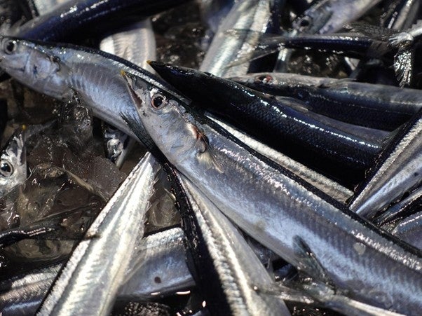 志田音々さんがＪＡタウンのお肉の宅配肉市場の１２周年をお祝い！