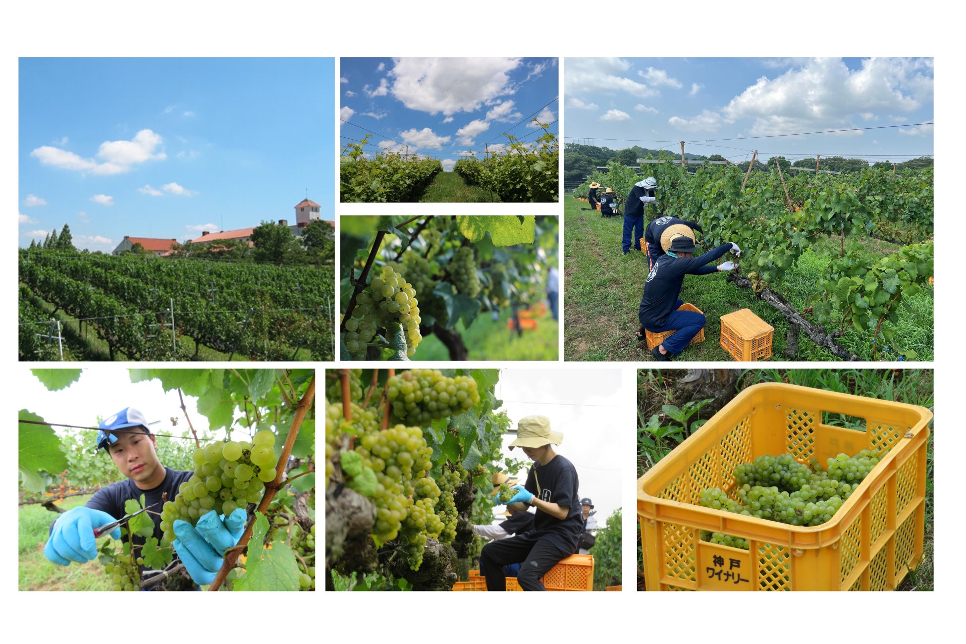 【ホテルニューグランド】香り高い味わいと芸術的な縞模様が魅力！秋限定「栗のパンスイス」